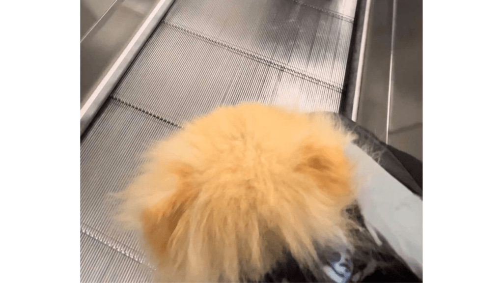 Brave on escalator