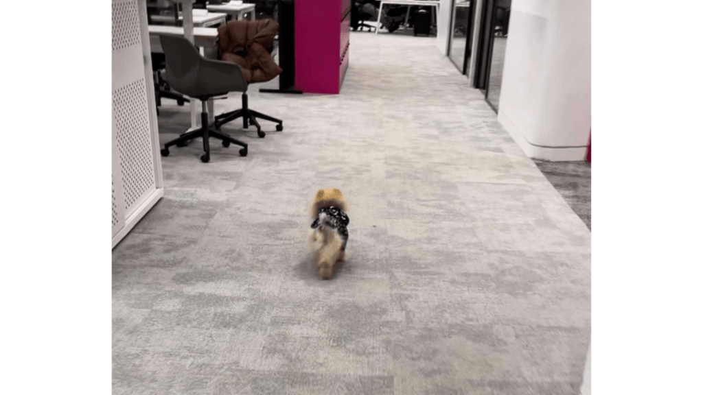Brave dog in office