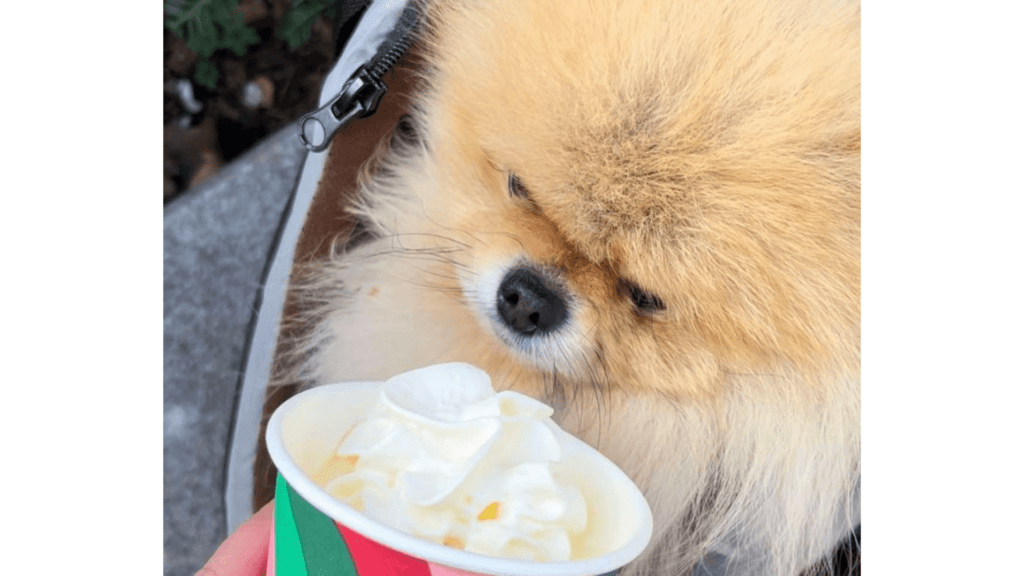 Dog having drink